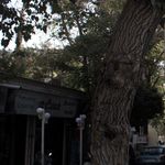شرکت فرش ایران سالار
