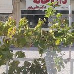 داروخانه دکتر علی‌پور