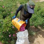 عرقیات گیاهی و محصولات ارگانیک طاهر