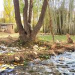 نانوایی تشنیز