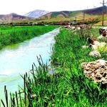 نانوایی تشنیز