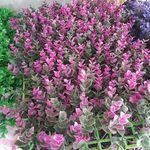 مجید عباسپور کامبلاش