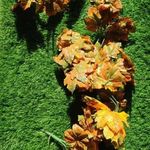 مجید عباسپور کامبلاش