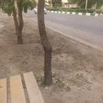ایستگاه اتوبوس دندانپزشکان 18