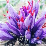 ده ونک نانوای دو نان