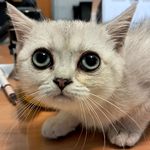 دامپزشک خوب