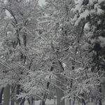 پارک جنگلی شهرک ابوذر