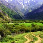 جنگل دوهزار