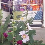 لوازم یدکی شهروزی