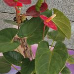 فروش گیاهان آپارتمانی شیلا