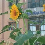 مرکز بهداشت دکتر کارونی