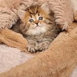 پت شاپ قلعه حیوانات