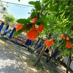 رستوران ستاره شمال