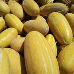 باغ مرکبات قاسمی