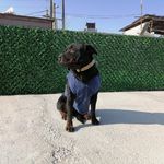 آموزش و پانسیون سگ شایلو