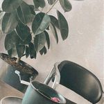 دکتر روانشناس نازنین اشرف(خانواده و کودک)