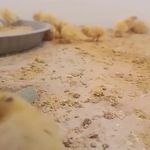 فروش تخم خوراکی بلدرچین ماکیان شرق