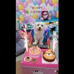 مهد پانسیون نانالند🐶🏡