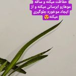 فروش آنلاین آرایشی بهداشتی صدف