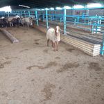 کشتارگاه تمیز کردن کله پاچه گا