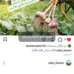 پلت مرغی سبزبانان