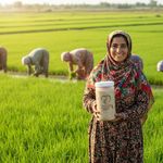 پخش برنج درین کشت