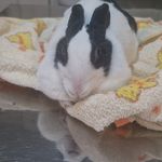 کلینیک دامپزشکی پاندورا