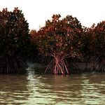 جنگل و درخت حرا (مانگرو)