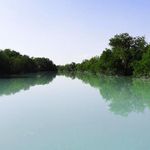 جنگل و درخت حرا (مانگرو)