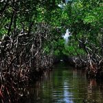 جنگل و درخت حرا (مانگرو)