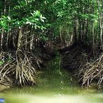 جنگل و درخت حرا (مانگرو)