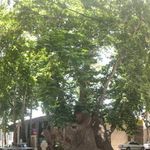 چنار دوهزار ساله محلات