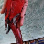 پت شاپ پاندی