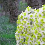 نرگس زار بهبهان