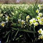 نرگس زار بهبهان