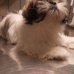 کلینیک دامپزشکی آفتاب