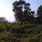 روستای چوزه