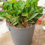 گلفروشی پدرام