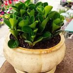 گلفروشی پدرام