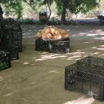 سبزی تازه فرهادی