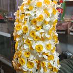 گل ارکیده