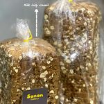 بیکری سانان