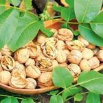 انواع ادویه درجه یک هندوستان،ترکیه امید