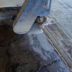 قالیشوی رویال