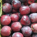 میوه فروشی پاییزان