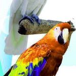 آکواریوم آرش