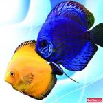 آکواریوم آرش