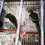 پرنده سرای ماهان