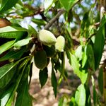 یاقوت سرخ مُنُند