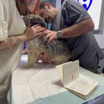 کلینیک تخصصی دامپزشکی دکتر عشریه